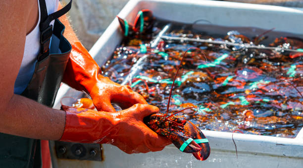 istock Holding a live Maine lobster 1222774032