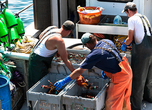 Vinalhaven, Maine, USA - 4 August 2017: Lobster fishermen seperating fresh caught lobsters into seperate bins to be sold at market.