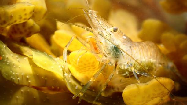 istock Common baltic shrimp in natural environment 1222774834