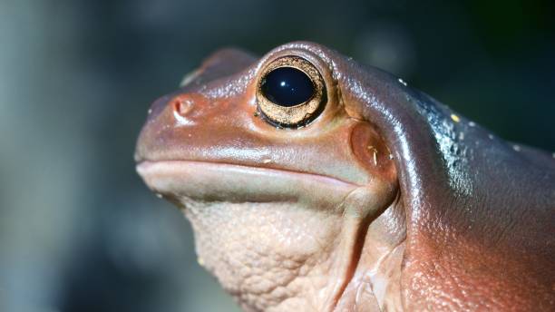 istock Colorful frog in terrarium 1222774885