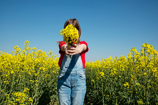 Girls hands holding bouquet of a rapeseed in the field