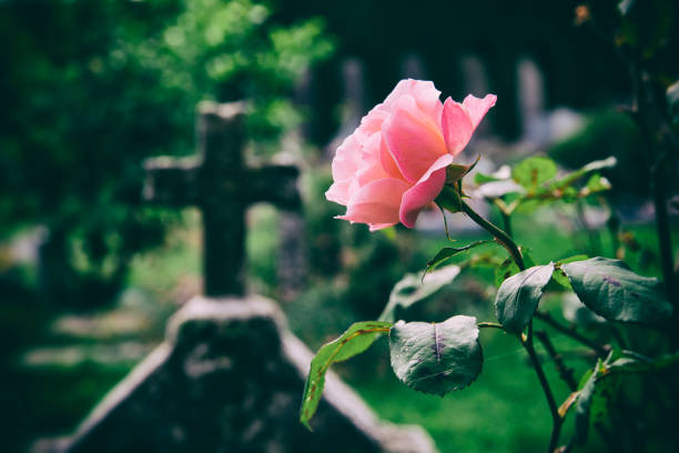 Roses in a cemetery with headstones in the background (faded retro effect)