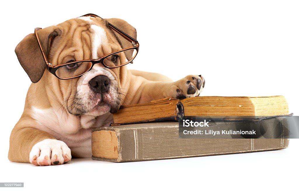 Di razza Bulldog inglese e prenota - Foto stock royalty-free di Libro