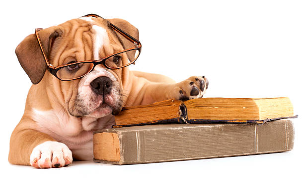 istock purebred english Bulldog and book 122277560