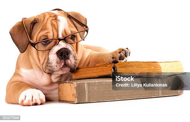 Purebred English Bulldog And Book Stock Photo - Download Image Now - Book, Education, School Building