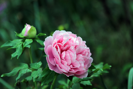 A close up of beautiful peony in full bloom.