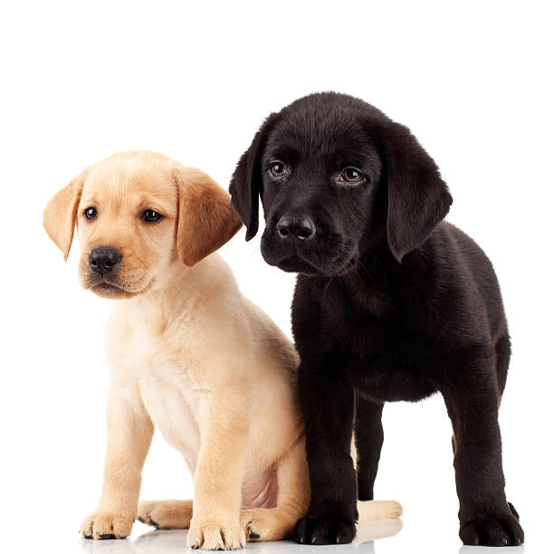 istock two cute labrador puppies 122277617