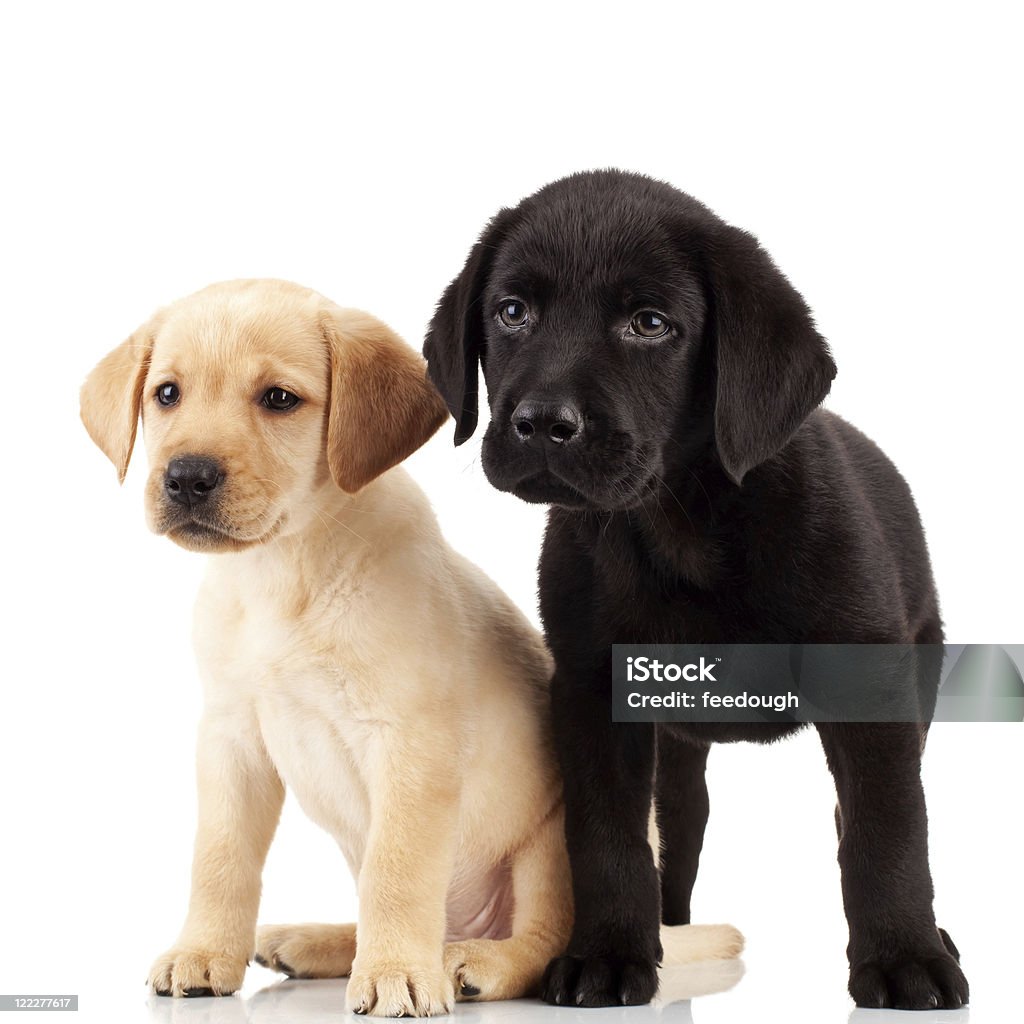 two cute labrador puppies two cute labrador puppies - both very curious and looking at something Animal Stock Photo