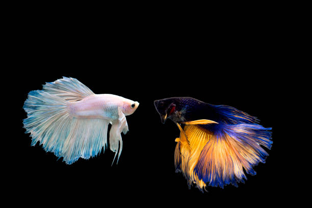 istock Two thai fighting fish beautiful color 1222776462