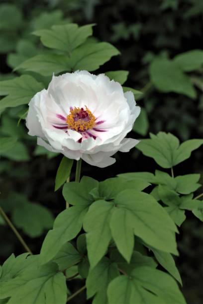 istock Peony flowers of various colors 1222776463