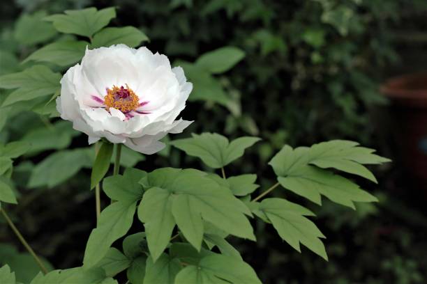 istock Peony flowers of various colors 1222776514