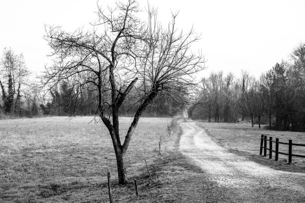 Tree in the field near a footpath for a forest in the background.