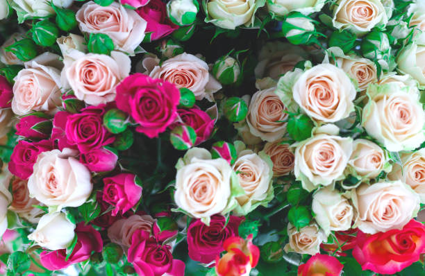 istock Beautiful fresh spring roses. best background for your design 1222776972