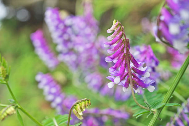 istock Vicia villosa 1222777080