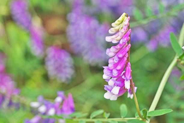 istock Vicia villosa 1222777099