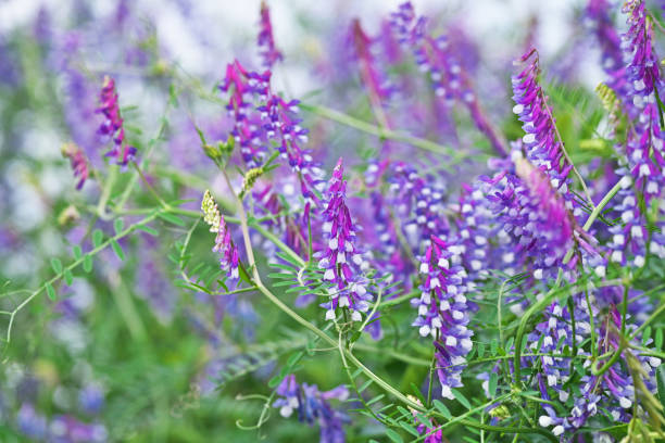 istock Vicia villosa 1222777157