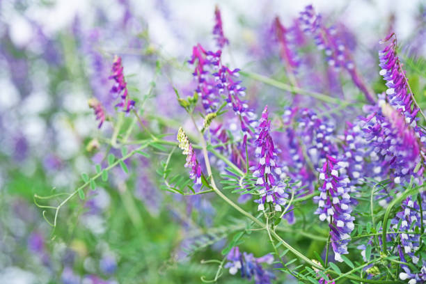 istock Vicia villosa 1222777194