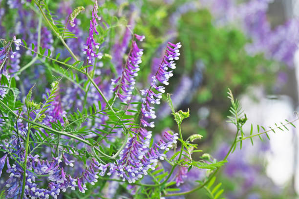istock Vicia villosa 1222777256