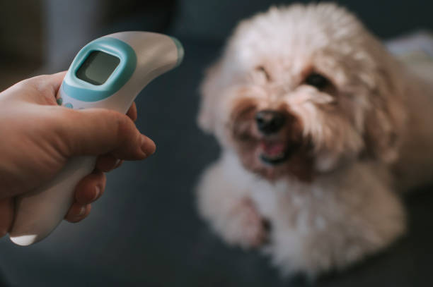 istock measuring body temperature using digital infrared thermometer for prevention and security measurement precaution on dig 1222777401