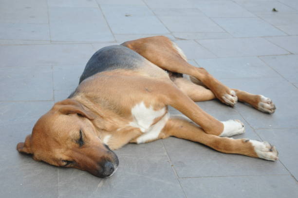 istock Cute stray dog ​​sleeping on the street 1222777438