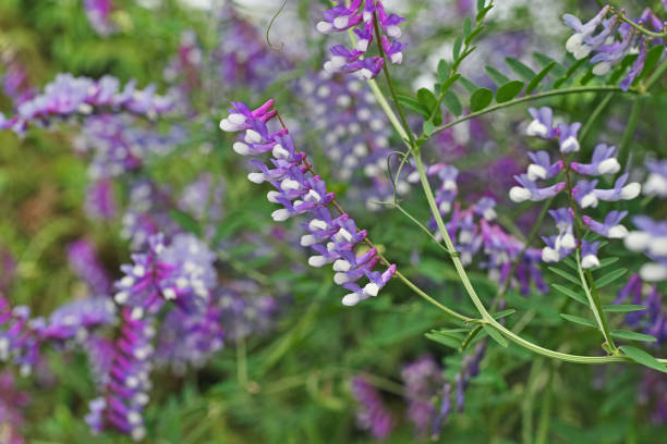 istock Vicia villosa 1222777446