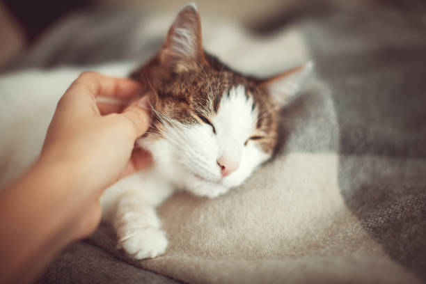istock Woman petting a cat 1222778257
