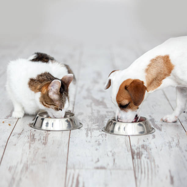 istock Dog and cat eats food from bowl 1222778259