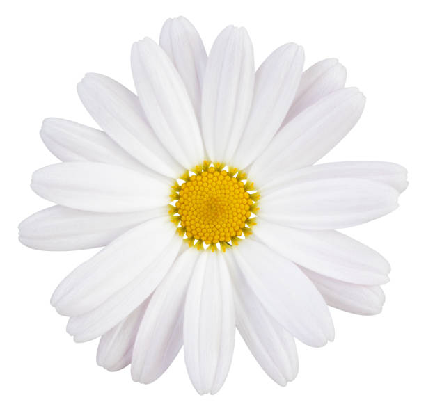 schöne weiße daisy (marguerite) mit ein wenig rosa, isoliert auf weißem hintergrund, einschließlich clipping-pfad. - marguerite stock-fotos und bilder