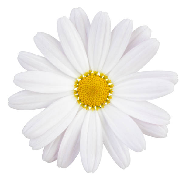 Beautiful white Daisy (Marguerite) with a little pink, isolated on white background, including clipping path. stock photo