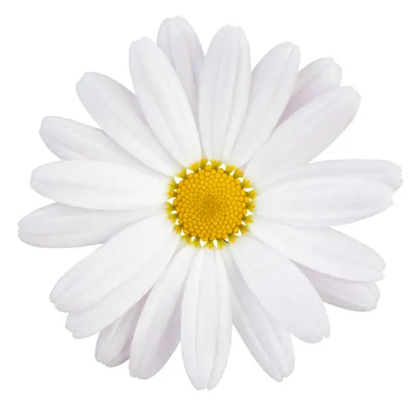 Beautiful white Daisy (Marguerite) with a little pink, isolated on white background, including clipping path. Germany