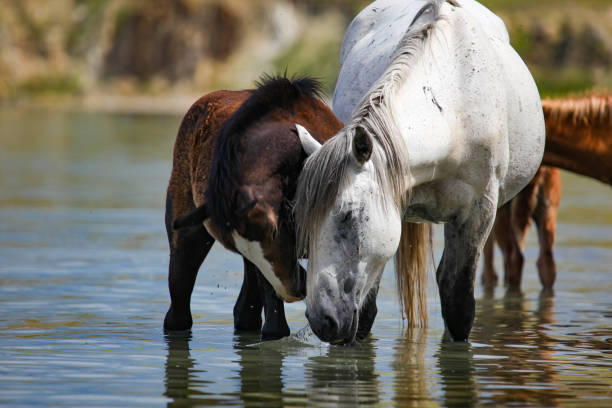 istock A herd of horses bathing in Baikal lake 1222778907