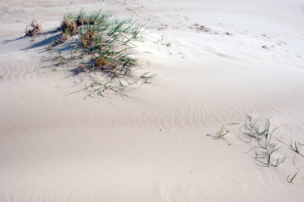 istock Windswept sand across sparse grass on seashore beach walk on the Jurassic Coast, England, UK 1222779383