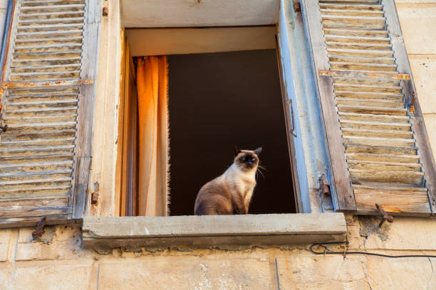 istock Smart cat looks out of a window 1222779905