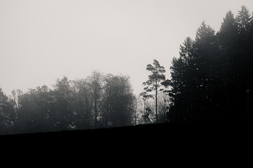 The silhouette of a tree scape while a foggy autumn day. Low key and in monochrome colors.