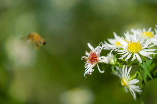 istock The blossoms of a Annual Fleabane (Erigeron annuus) 1222780220