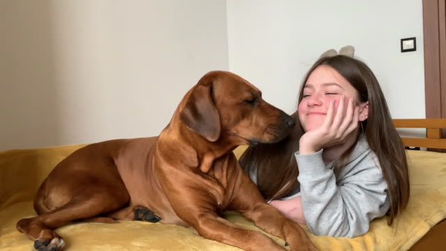 Happy teenage girl laying on coach with big brown Rhodesian ridgeback dog. Dog licking and kissing girl's face. Dog is a man's best friend and Pet love concept.