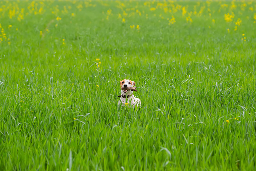 Cute Jack Russel Terrier jumps with a stick over the green summer meadow.