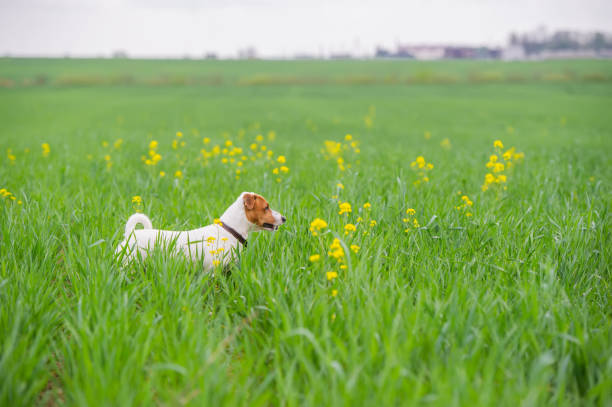 Half breed white Swiss Shepherd dog runs fast in green chamomile field. Dog walks in park in clearing among wild flowers and grass. Beautiful photo of dog in motion for calendar or puzzle.