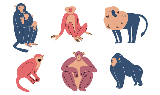 Set of isolated hand drawn cartoon colorful monkey characters of different kinds over white background vector illustration. Happy children books illustrations concept