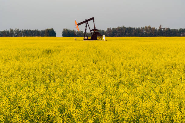 bomba de óleo no campo de canola amarela, norte de alberta, canadá - oil pump oil alberta canola - fotografias e filmes do acervo