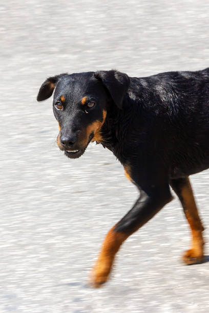 mały zabawny pies idzie ulicą w letni dzień - dog lying down tired street zdjęcia i obrazy z banku zdjęć