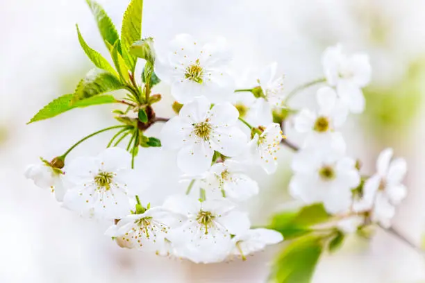 Cherry tree Prunus Cerasus blossom - beautiful branch with white flowers on blurred natural background. Spring flower background.