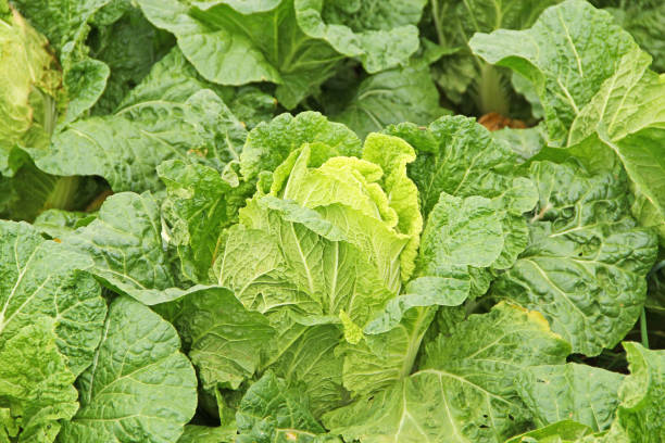 Fresh Chinese cabbage in the garden