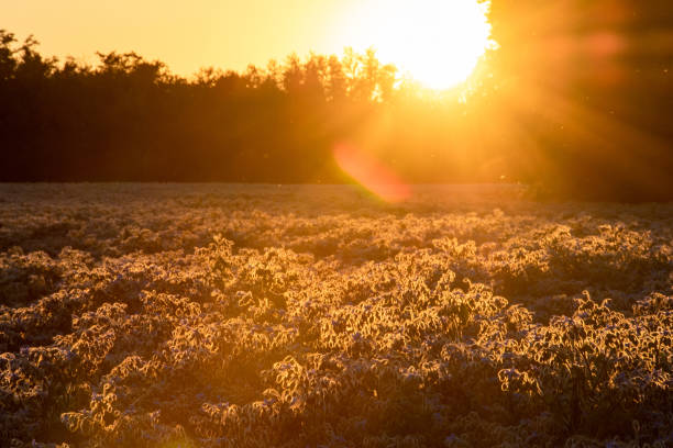 istock Purple crop of borage blooming in field near Devon, Alberta 1222780909