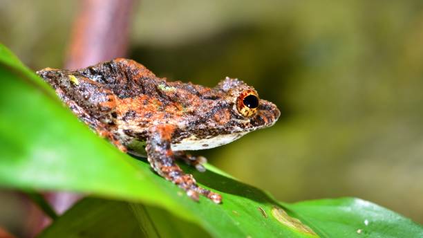 istock Colorful frog in terrarium 1222780945