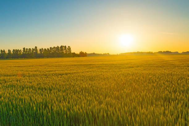 istock Winter Wheat field at Sunrise-Tipton County Indiana 1222782507