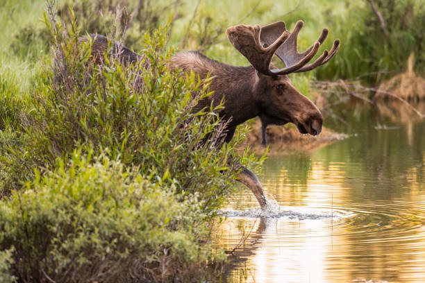 colorado bull älg - moose bildbanksfoton och bilder