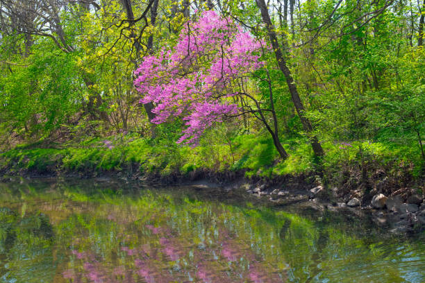 istock Spring Flowers-Redbud Tree on a creek bank-Howard County Indiana 1222782599