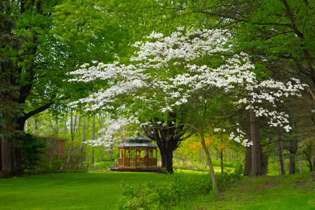 Spring Flowers-White Dogwood-Howard County Indiana