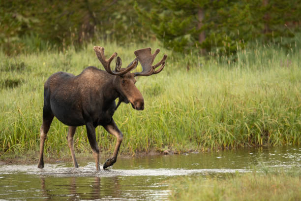 istock Colorado Bull Moose 1222783197
